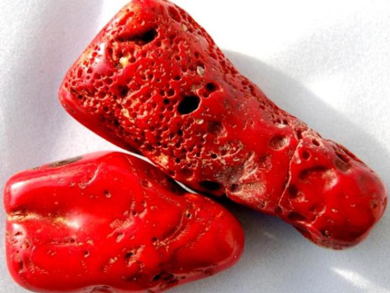 Красный коралл Характеристика коралла